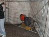 20090124_Narrendorf_CIMG5465