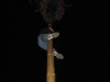 20100430_Maibaum_Mai-Nacht-2010-085